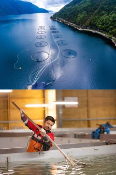 マルハニチロのBAP認証養殖施設