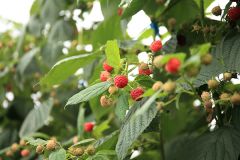 三菱食品:秋田県五城目町産ラズベリー